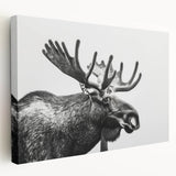 Stretched canvas wall art showcasing a detailed side view of a moose and elk in a natural setting, perfect for wildlife enthusiasts and home decor.