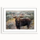 Moose and elk-themed wall art collection framed in white, showcasing stunning wildlife designs that enhance home décor with a natural feel and artistic flair.