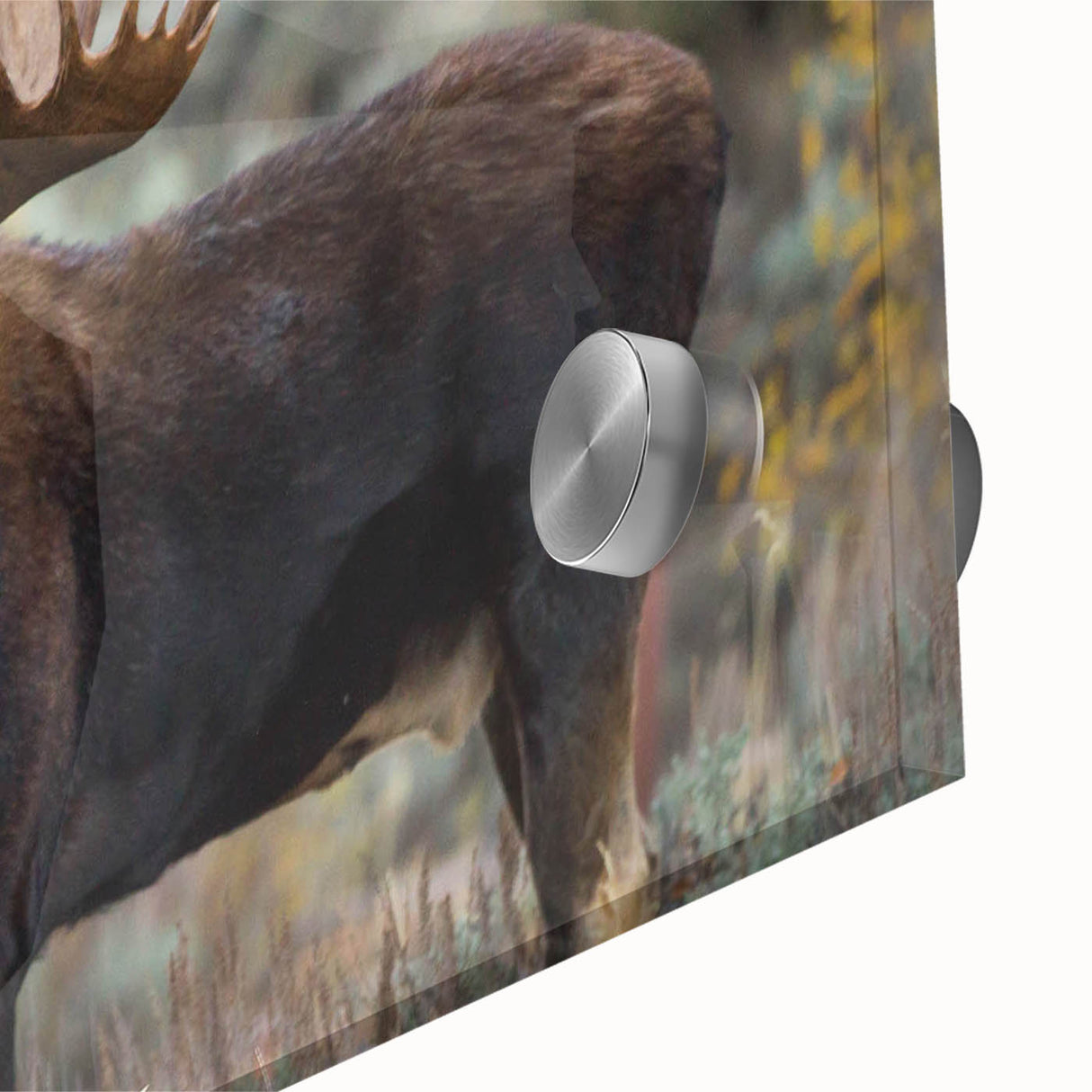 Close-up of a stunning wall art collection featuring moose and elk designs, printed on acrylic glass, showcasing rich colors and intricate details for wildlife enthusiasts.