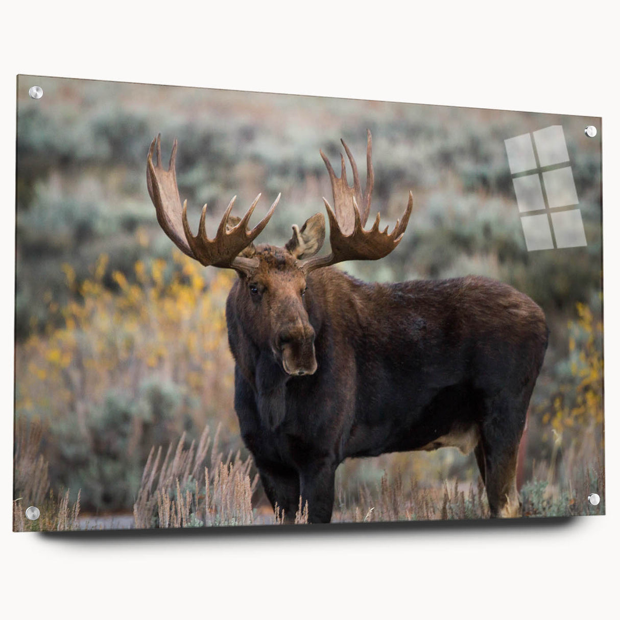 Moose and elk wall art collection displayed in acrylic glass, showcasing vibrant wildlife design with a side view and pin mounting, ideal for nature enthusiasts.