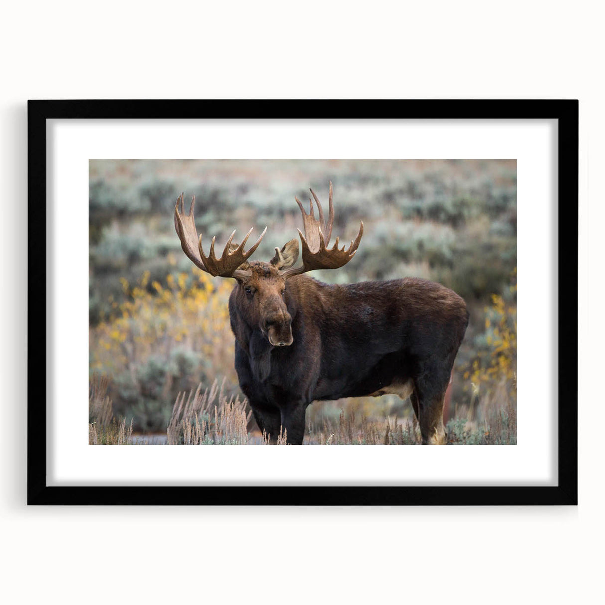 Black-framed wall art showcasing a moose and elk design, featuring intricate details and natural colors, perfect for wildlife enthusiasts and home decor.