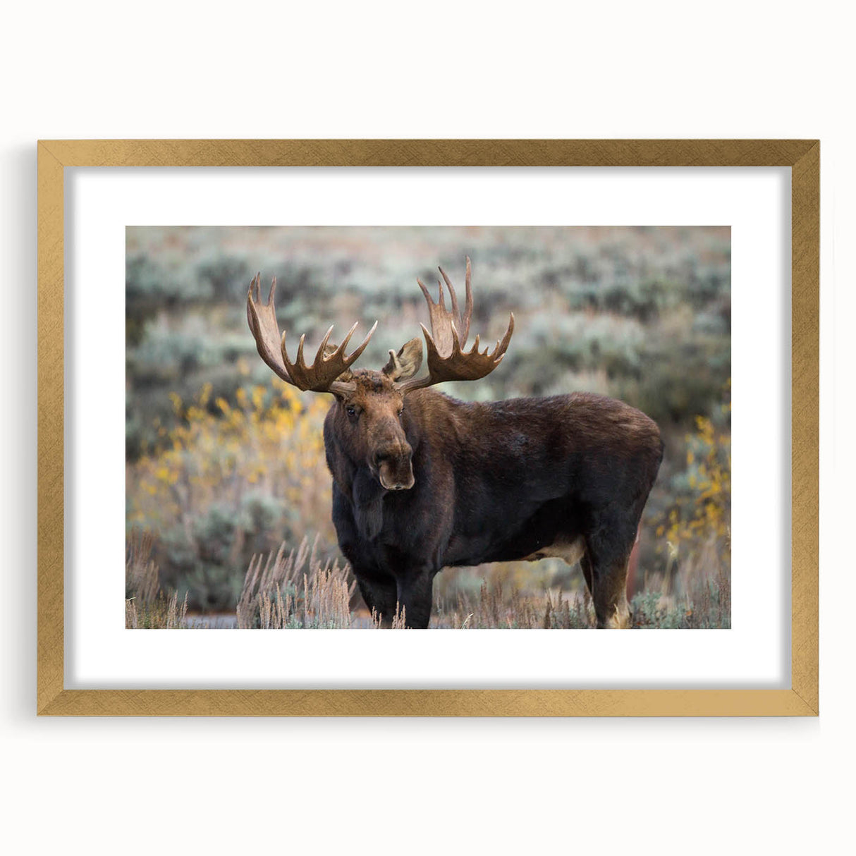 Moose and elk design wall art collection featuring a gold frame with mat, showcasing a nature-inspired aesthetic, perfect for wildlife enthusiasts. This elegant piece enhances interior decor with its rich details and vibrant colors.
