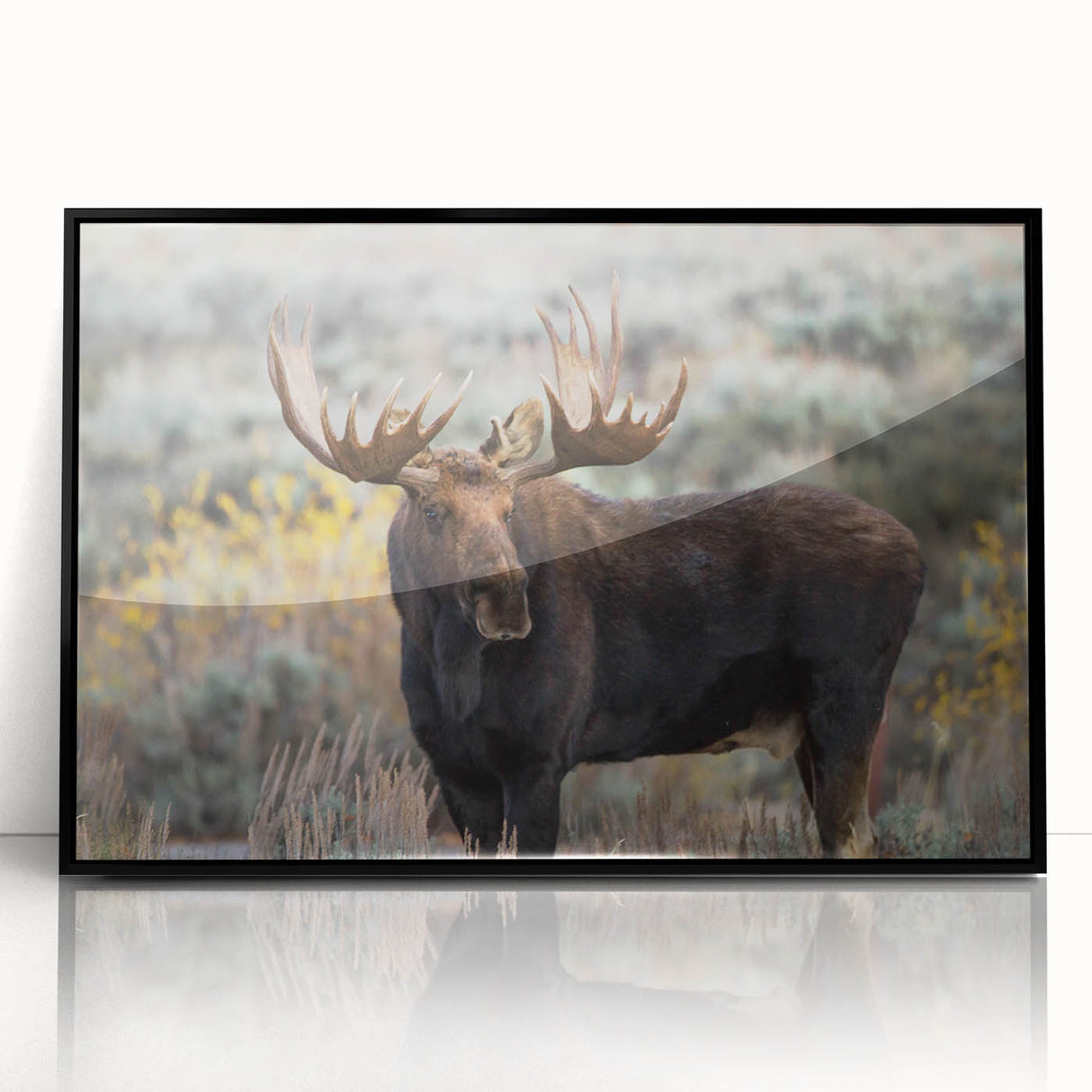 Framed wall art collection showcasing a moose and elk design in a black acrylic frame, perfect for nature enthusiasts and wildlife decor, enhancing any interior.