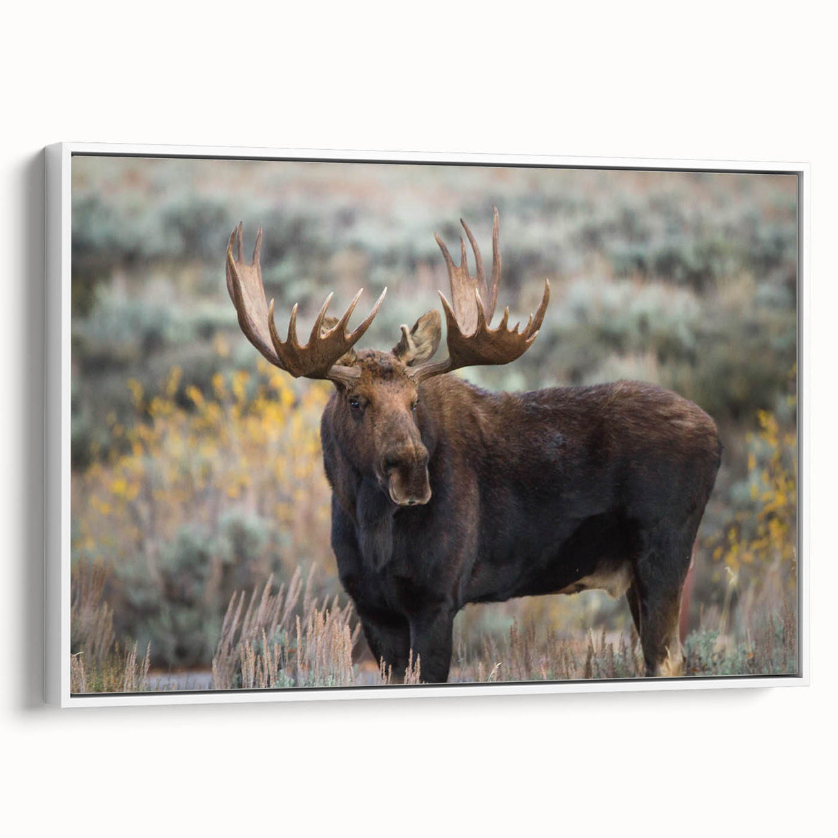 Framed wall art of a moose and elk design, showcasing a detailed illustration on a white canvas, perfect for nature-themed decor in living spaces.