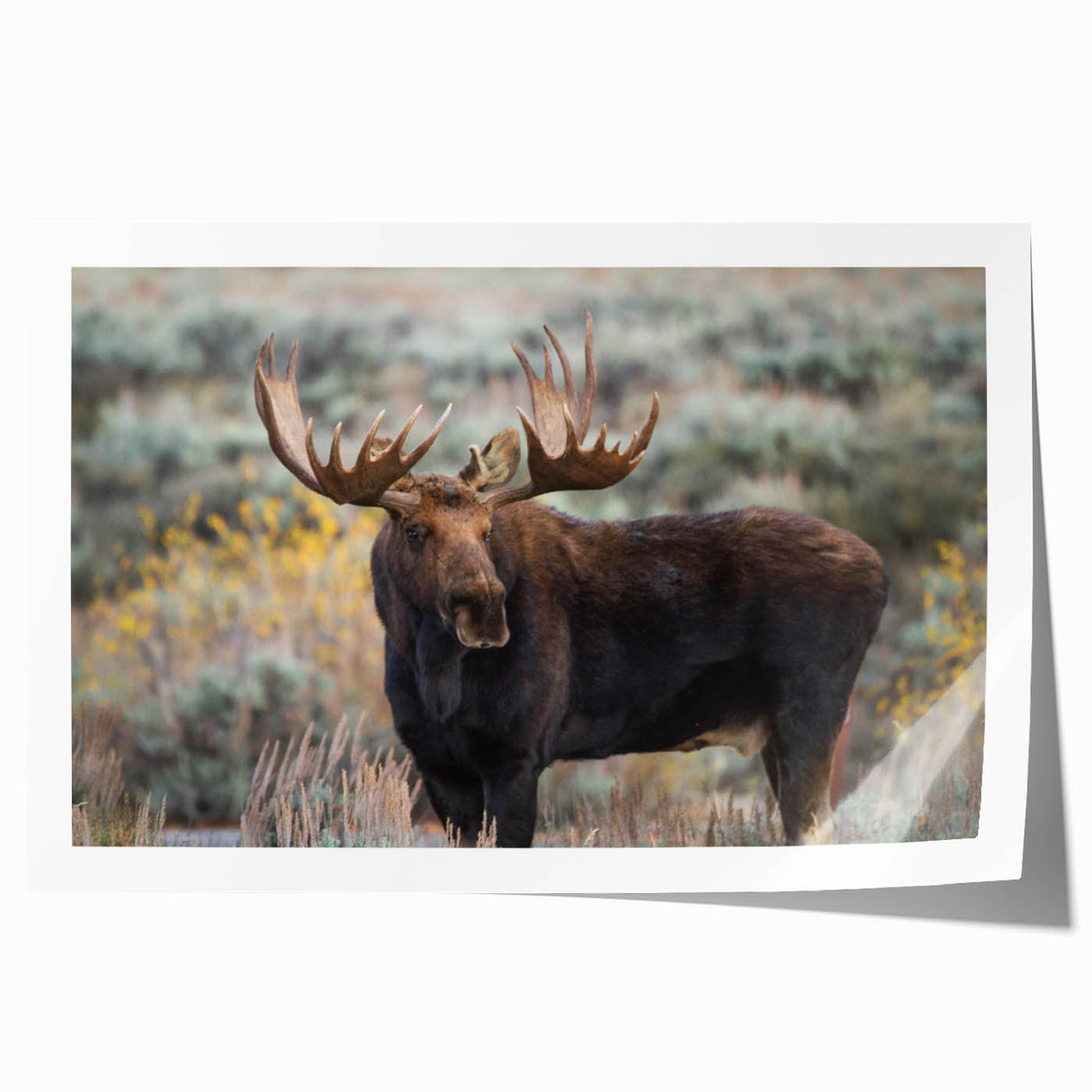 Moose and elk wall art collection featuring a beautifully illustrated design of wildlife in a natural setting, ideal for nature enthusiasts and home decor.