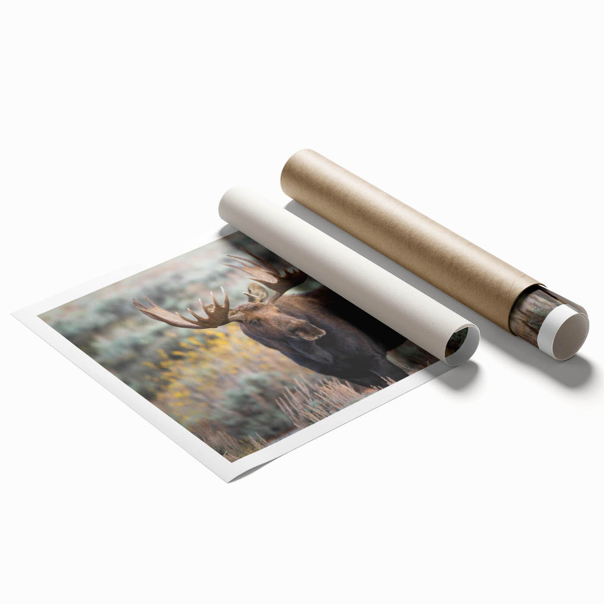 Moose and elk wall art design printed on a rolled canvas, showcasing detailed wildlife illustrations in natural colors, perfect for nature enthusiasts' decor.