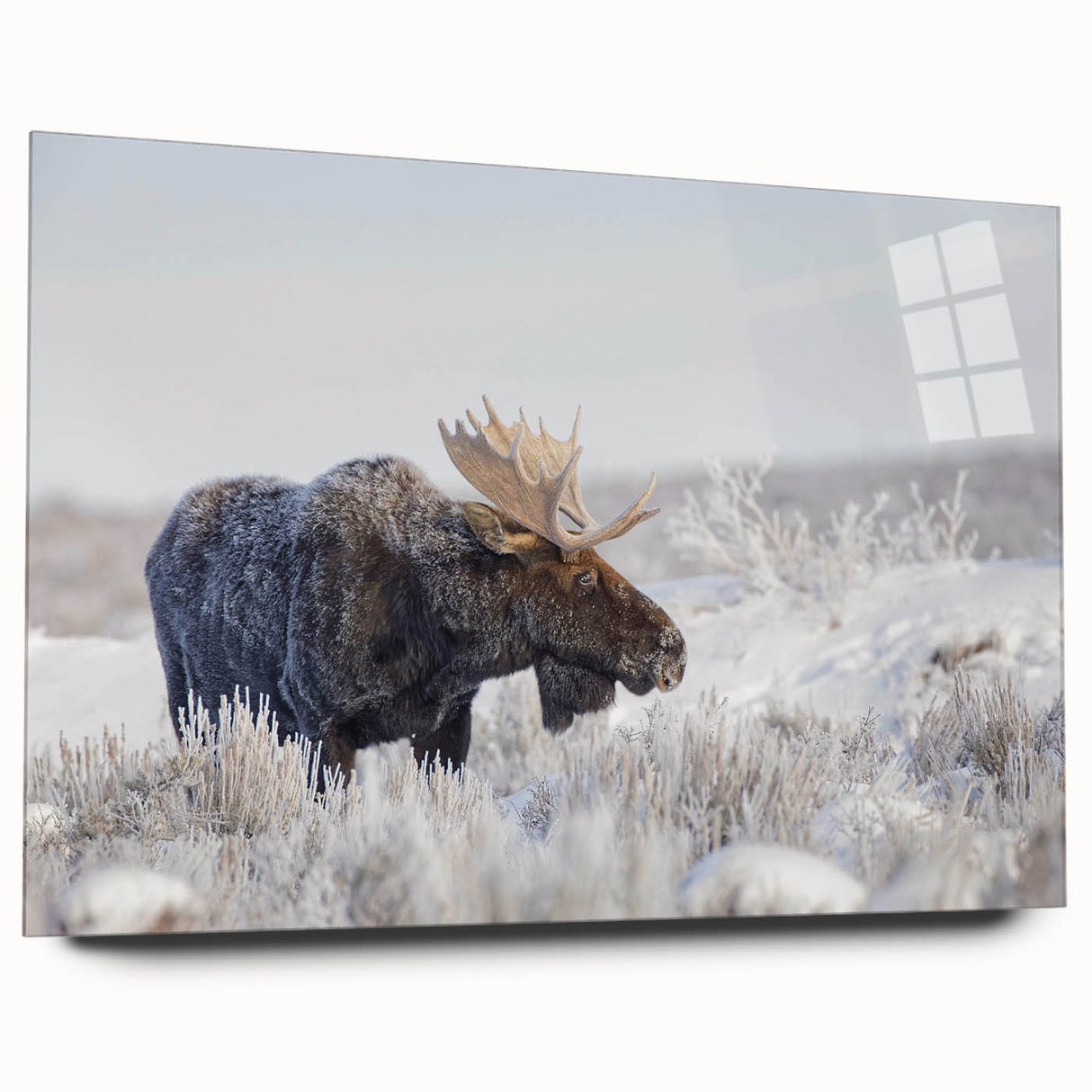 Side view of a contemporary wall art piece featuring a moose and elk design, printed on acrylic glass, showcasing vibrant colors and intricate details, ideal for wildlife enthusiasts.