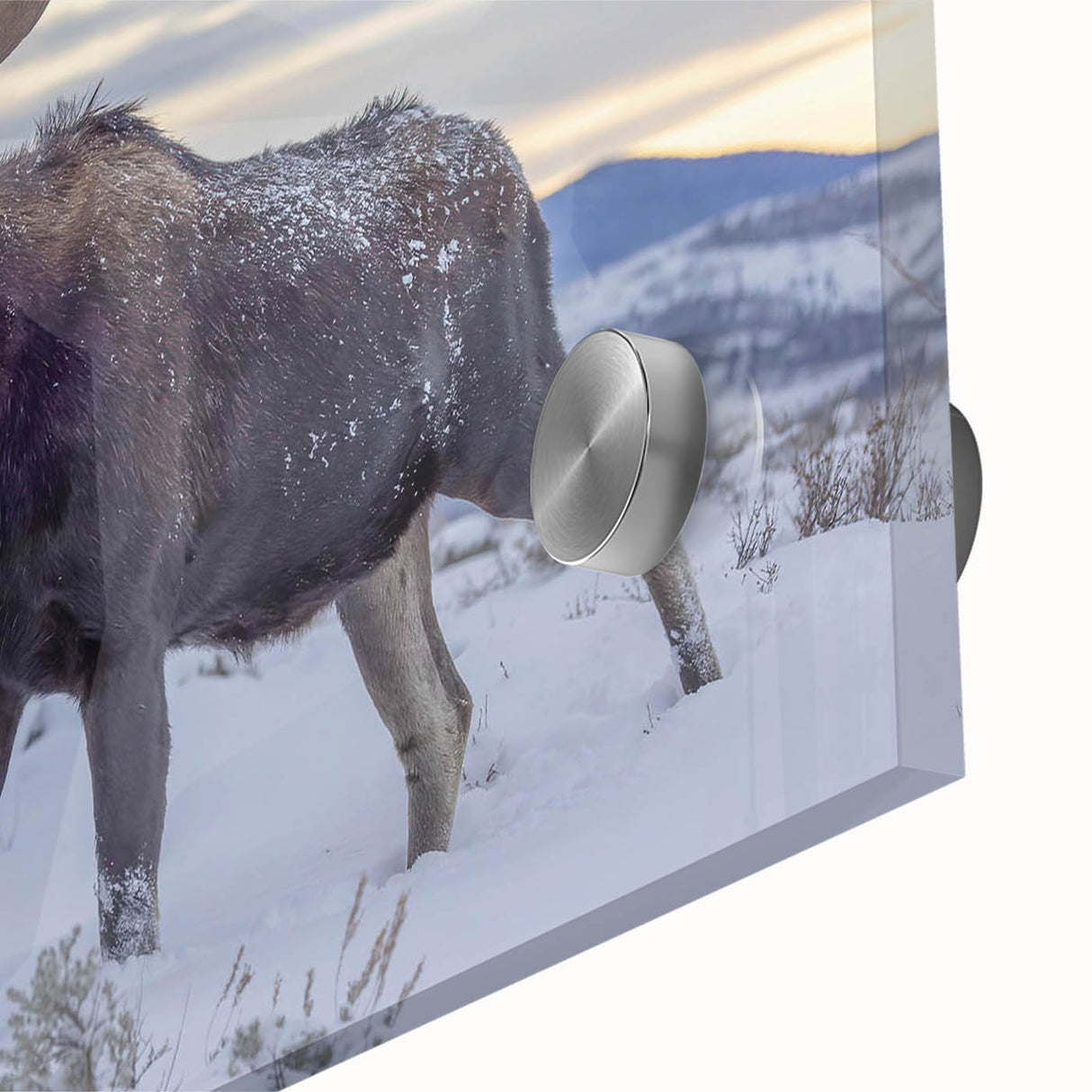 Close-up of a striking acrylic glass wall art piece featuring a moose and elk design, showcasing intricate details and vibrant colors, perfect for wildlife enthusiasts.