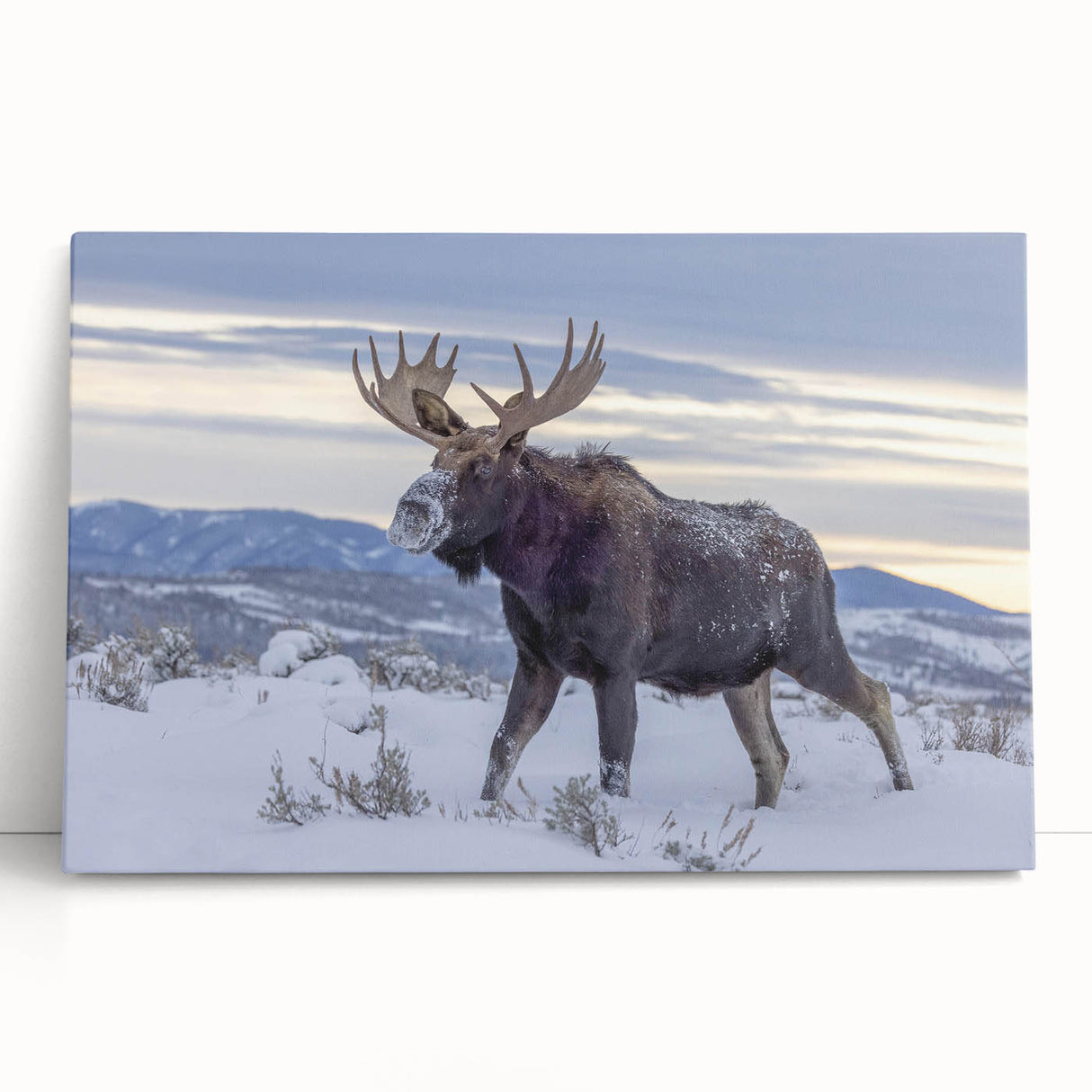 Moose and elk design stretched canvas wall art collection, showcasing wildlife in a natural setting, perfect for nature enthusiasts and home decor.