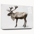Side view of a moose and elk wall art collection displayed in acrylic glass, featuring intricate wildlife designs and mounted with stylish pins, ideal for nature enthusiasts.