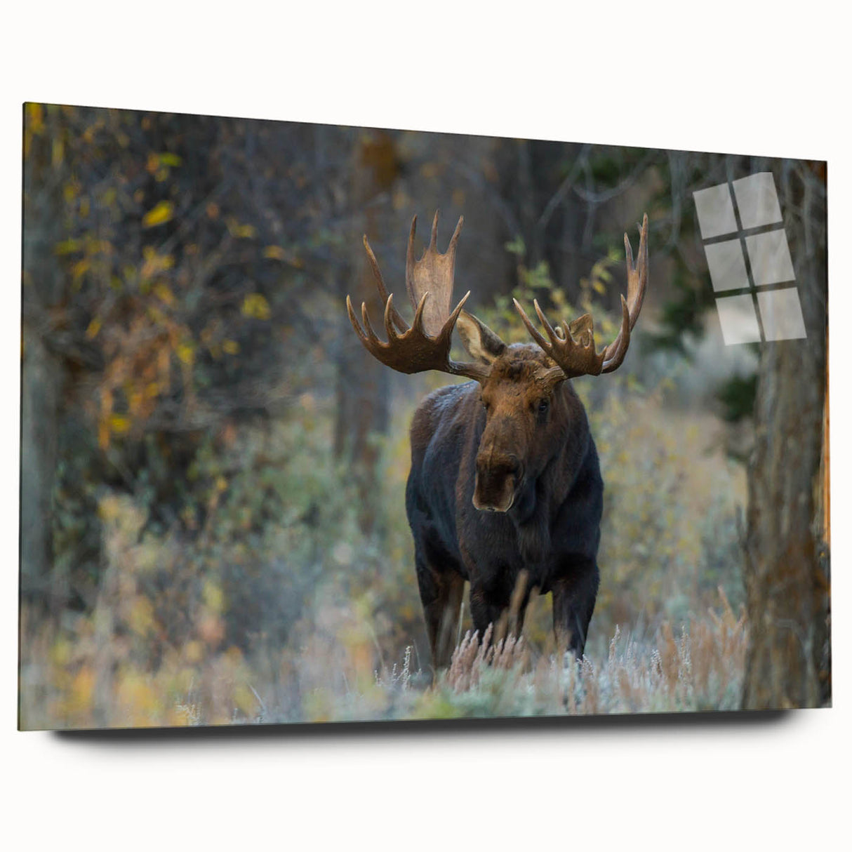 Side view of a stunning acrylic glass wall art collection showcasing a moose and elk design, with vibrant colors and intricate details, perfect for nature lovers.