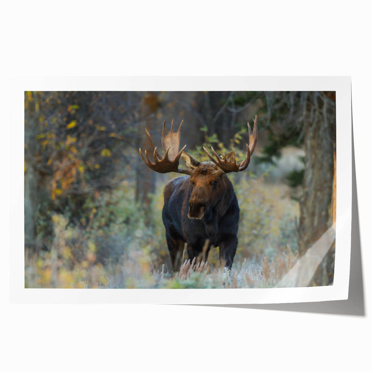 Moose and elk wall art collection featuring a serene forest scene with vibrant colors, perfect for nature enthusiasts and home decor lovers. Rolled print ensures easy framing.