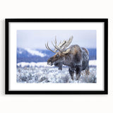 Framed wall art collection featuring a moose and elk design, showcasing intricate wildlife illustrations with a sleek black frame and mat, ideal for nature lovers.