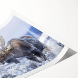 Moose and elk wall art design showcasing vibrant wildlife illustrations on a rolled print, perfect for nature enthusiasts and rustic decor.