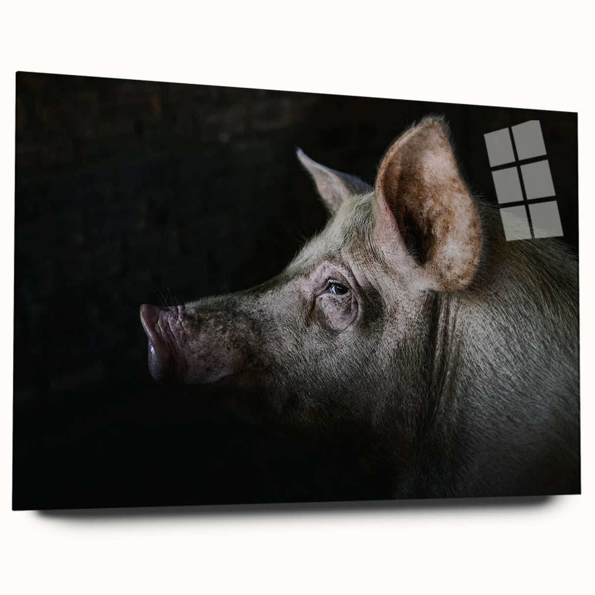 Acrylic glass wall art showcasing a whimsical pig design, featuring vibrant colors and playful details, ideal for adding a fun touch to home decor.