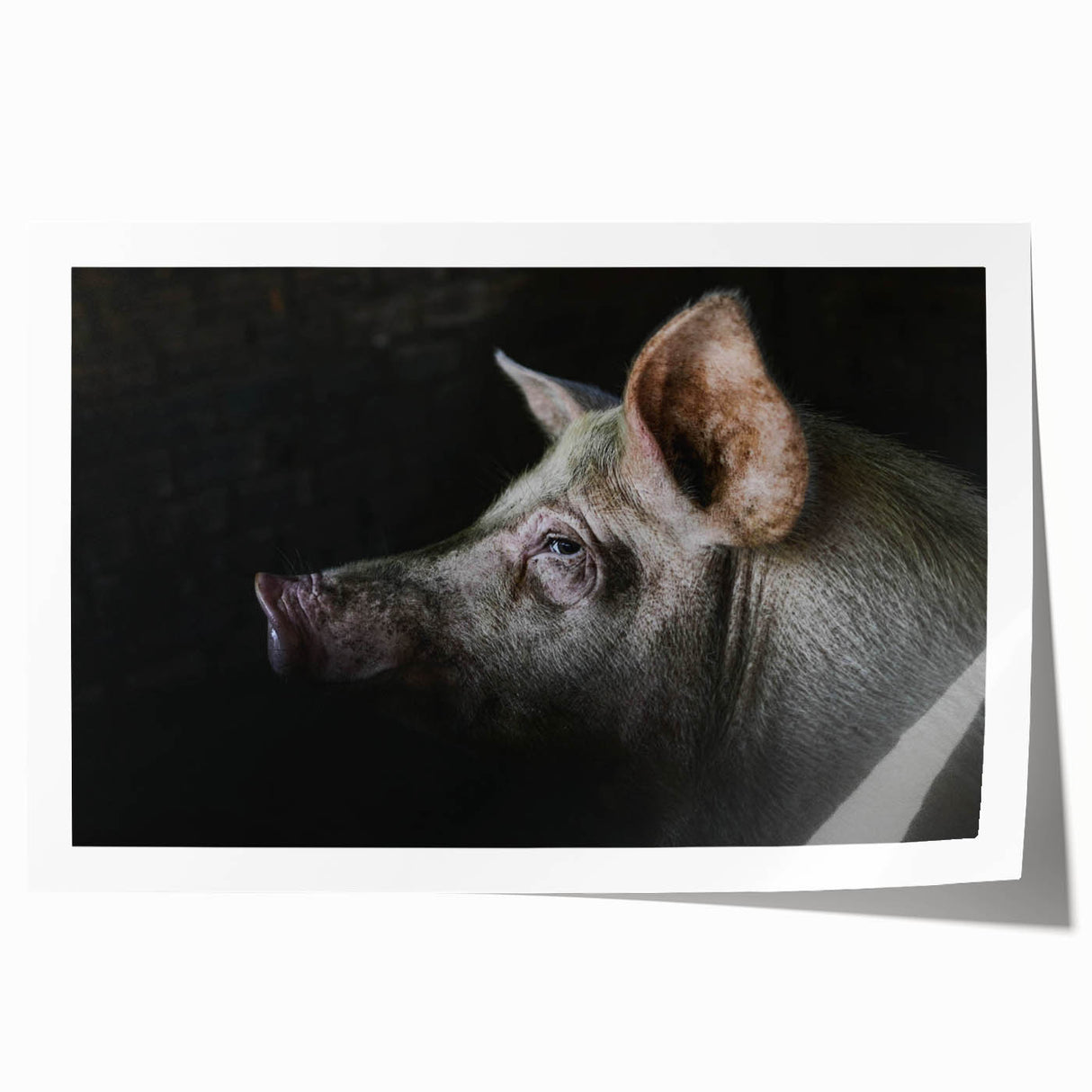 Vibrant wall art print featuring a whimsical pig design, showcasing bold colors and intricate details, perfect for adding charm to any room decor.