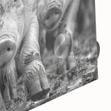 Close-up of a vibrant acrylic glass wall art piece showcasing a playful pig design, part of the "Animals: A Wild Life" collection, perfect for animal lovers and modern decor.