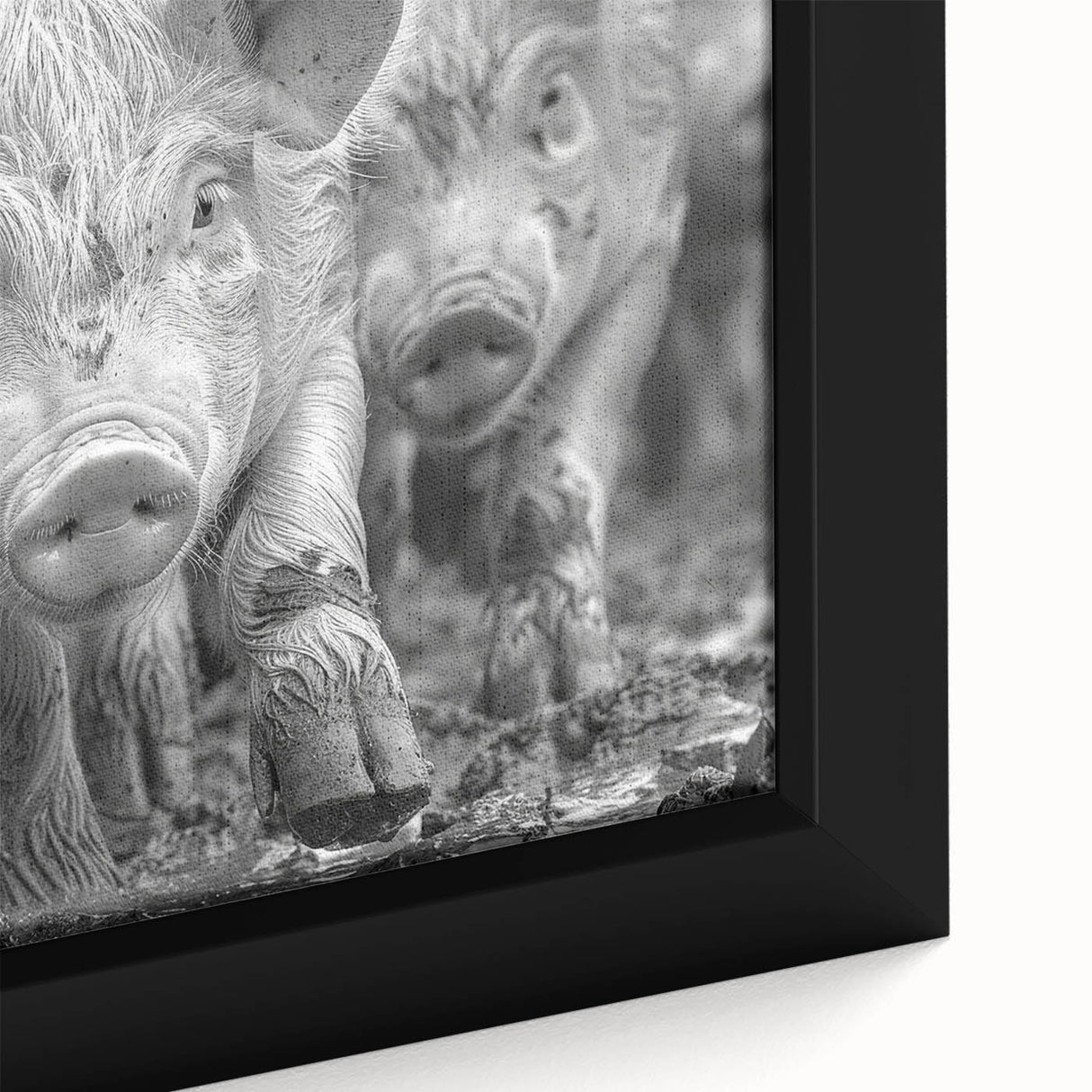Close-up of a framed canvas featuring a vibrant pig design from the "Animals A Wild Life" wall art collection, showcasing rich colors and intricate details, perfect for animal lovers.