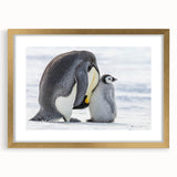 Framed wall art featuring a stylish penguin design in a gold frame with a white mat, ideal for modern decor and animal lovers, enhancing any space's aesthetic.