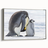 Framed canvas wall art featuring a stylish penguin design from the 'Animals A Wild Life' collection, showcasing silver accents and a side view perspective, perfect for modern decor.