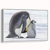Framed canvas wall art featuring a charming penguin design, showcasing vibrant colors against a white background, perfect for animal lovers' home decor.