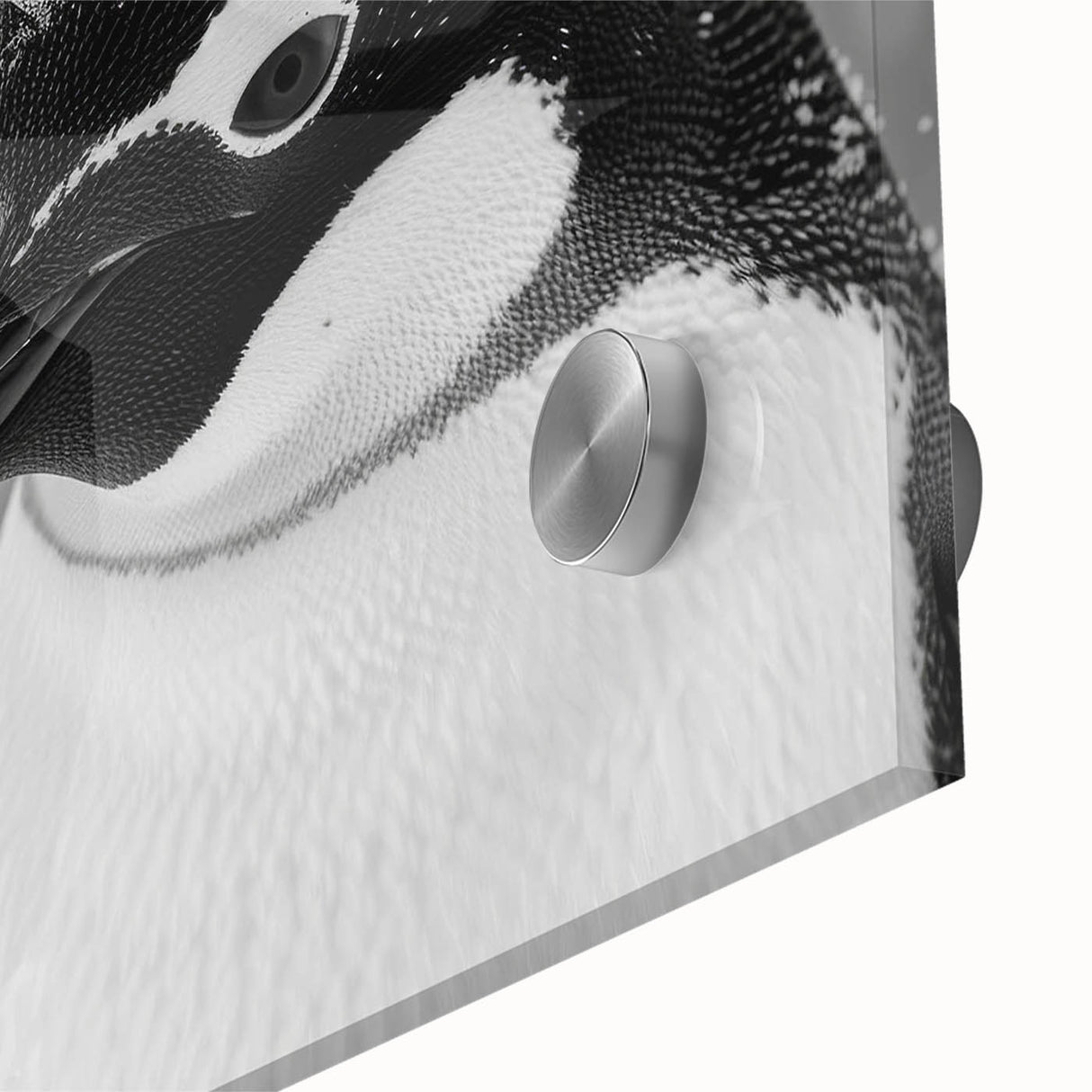 Close-up of a vibrant penguin design wall art collection, featuring acrylic glass finish that enhances colors, perfect for wildlife enthusiasts and modern decor.