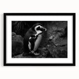 Framed black wall art featuring a stylish penguin design from the "Animals A Wild Life" collection, perfect for modern home decor and animal lovers.