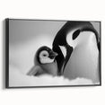 Framed wall art featuring a side view of a black background penguin design, showcasing vibrant colors and intricate details, perfect for animal lovers and modern decor.