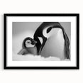Framed wall art showcasing a charming penguin design from the Animals & Wildlife collection, featuring a sleek black frame and white mat, ideal for modern decor.