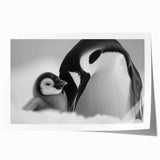 Stylish rolled print showcasing a penguin design from the "Animals A Wild Life" wall art collection, featuring vibrant colors and intricate details, perfect for wildlife enthusiasts and modern decor.