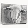 Acrylic glass wall art featuring a side view of a sheep design from the "Animals A Wild Life" collection, showcasing vibrant colors and intricate details, perfect for animal lovers.