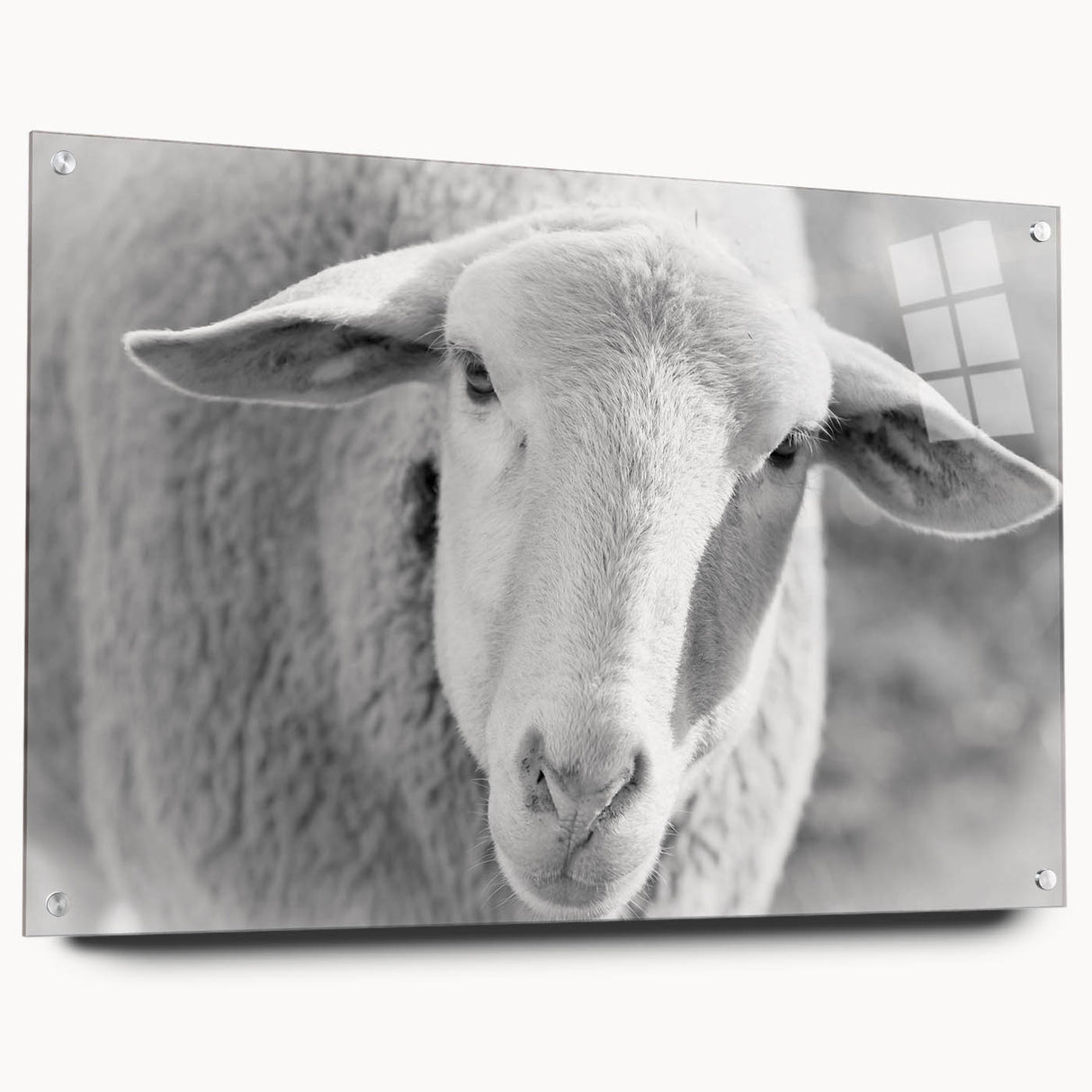 Acrylic glass wall art featuring a side view of a sheep design from the "Animals A Wild Life" collection, showcasing vibrant colors and intricate details, perfect for animal lovers.
