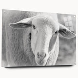 Acrylic glass wall art featuring a side view of a sheep design from the "Animals A Wild Life" collection, showcasing vibrant colors and intricate details, perfect for animal lovers.