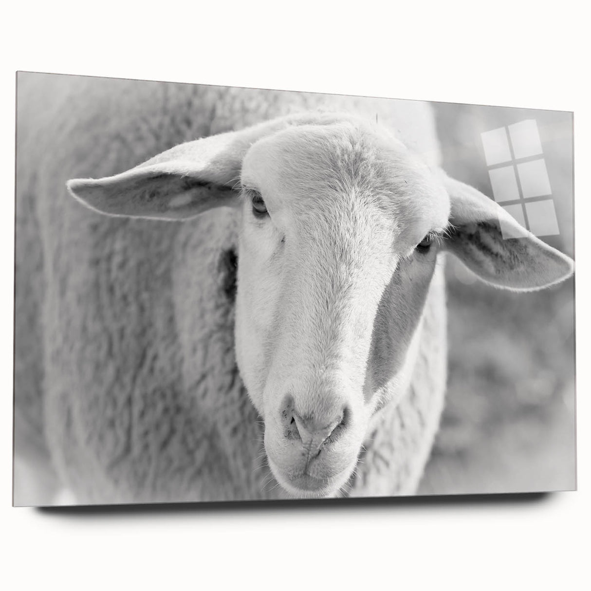 Acrylic glass wall art featuring a detailed sheep design from the Animals A Wild Life collection, showcasing vibrant colors and unique textures in a side view. Perfect for nature-themed decor.