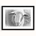 Sheep-themed wall art design framed in black, showcasing a vibrant illustration of a sheep in a natural setting, ideal for nature lovers and home decor enthusiasts.