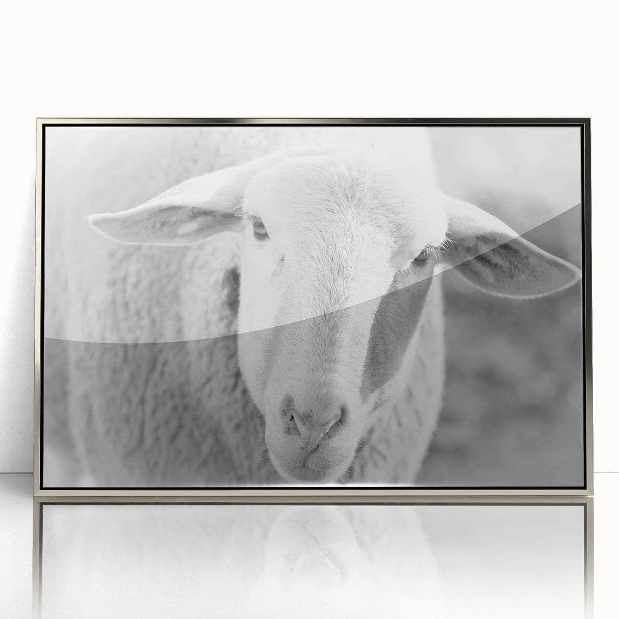 Framed acrylic wall art featuring a serene sheep design from the "Animals A Wild Life" collection, accented with a silver frame, ideal for nature lovers' home decor.