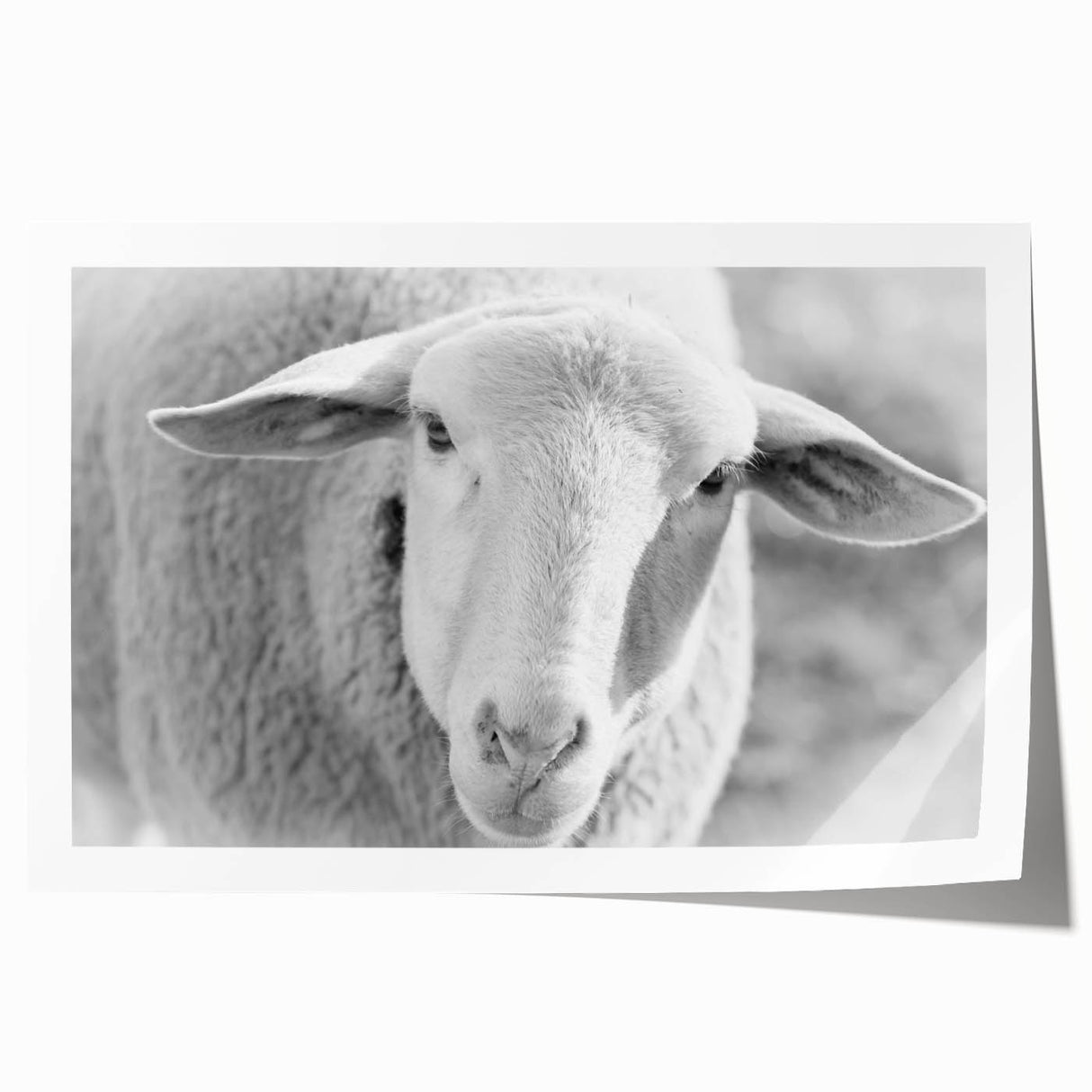 Rolled print showcasing a whimsical sheep design in vibrant colors, perfect for animal-themed decor. Ideal for a playful and cozy interior setting.