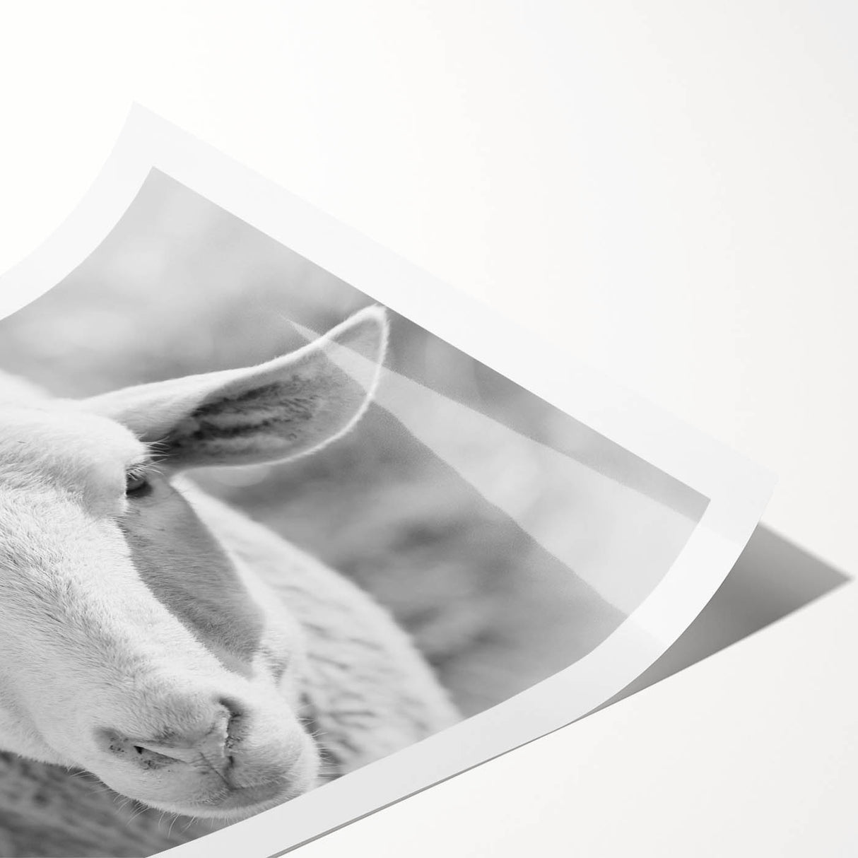 Rolled print showcasing a beautifully illustrated sheep design from a wildlife wall art collection, featuring soft pastel colors and intricate details, ideal for home decor.