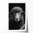 Artistic rolled print showcasing a vibrant sheep design from the "Animals A Wild Life" wall art collection, featuring intricate details and rich colors, perfect for home decor.