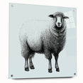 Acrylic glass wall art showcasing a detailed sheep design from the "Animals A Wild Life" collection, highlighting vibrant colors and intricate textures, perfect for animal lovers.