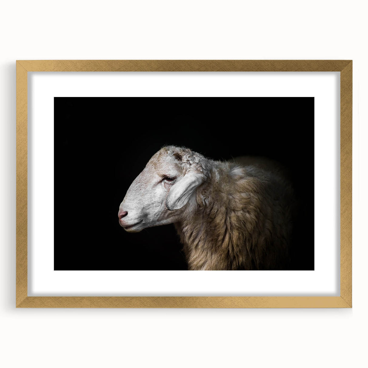 Elegant wall art framed collection showcasing a wild sheep design with a gold mat, perfect for enhancing home decor. Ideal for animal lovers and nature enthusiasts.