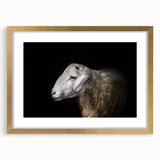 Elegant wall art framed collection showcasing a wild sheep design with a gold mat, perfect for enhancing home decor. Ideal for animal lovers and nature enthusiasts.
