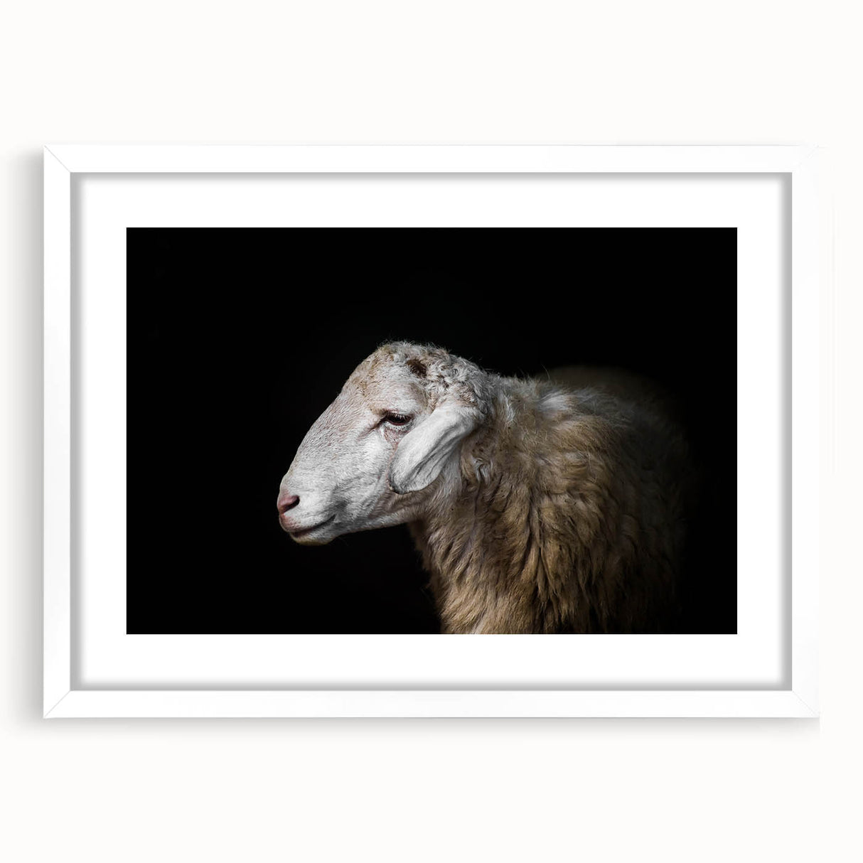 Framed wall art collection featuring a whimsical sheep design in a modern white mat, ideal for animal lovers and home decor enthusiasts. Perfect for adding a playful touch to any room.