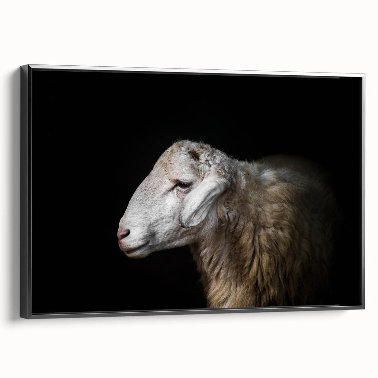 Framed canvas wall art featuring a black sheep design from the Animals A Wild Life collection, showcasing intricate details and textures, ideal for modern decor.