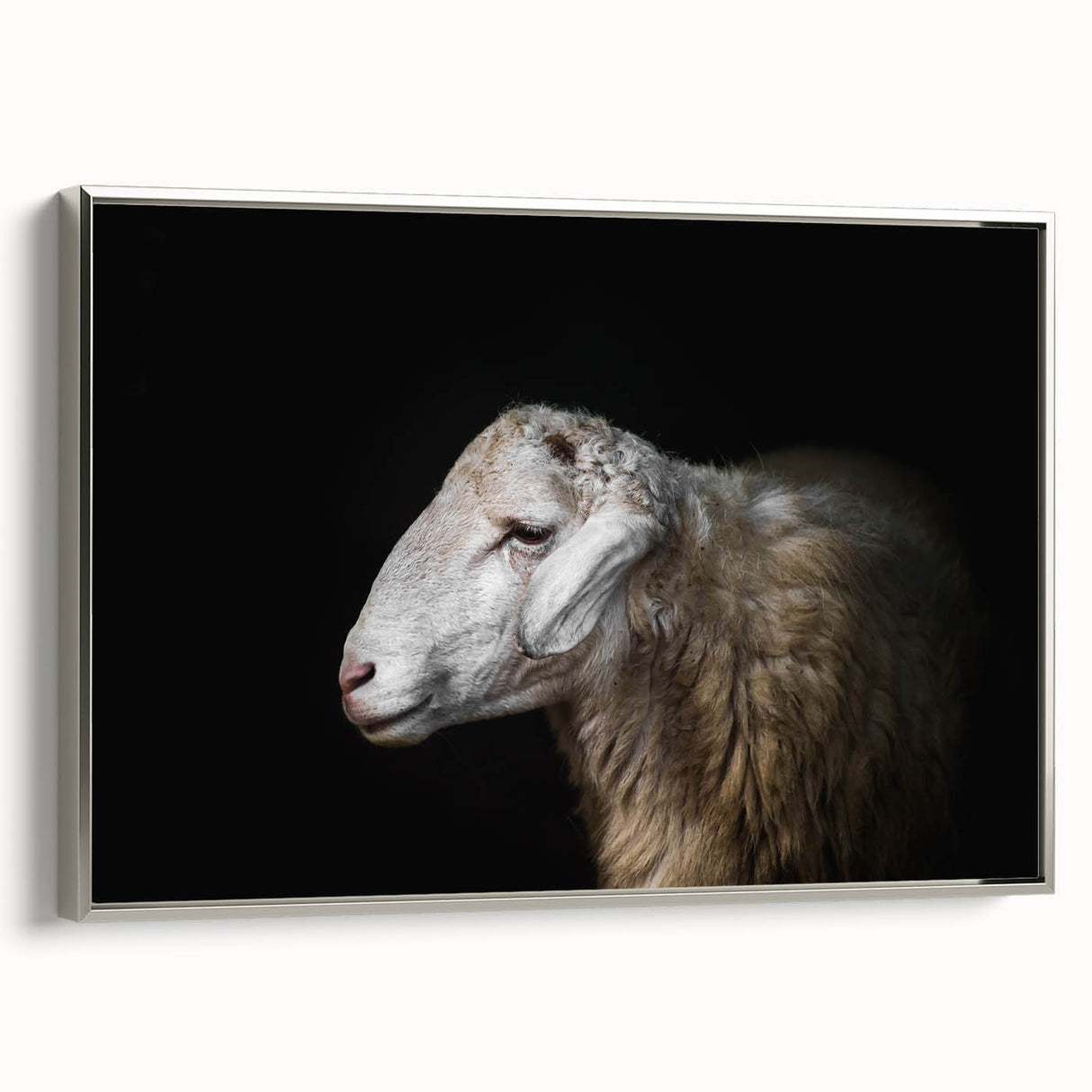 Framed canvas wall art showcasing a detailed sheep design from the "Animals A Wild Life" collection, featuring a silver frame and elegant side view for modern decor.