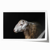 Sheep-themed wall art print showcasing a vibrant, colorful design with intricate details, rolled and packaged in a protective cardboard tube for easy display.