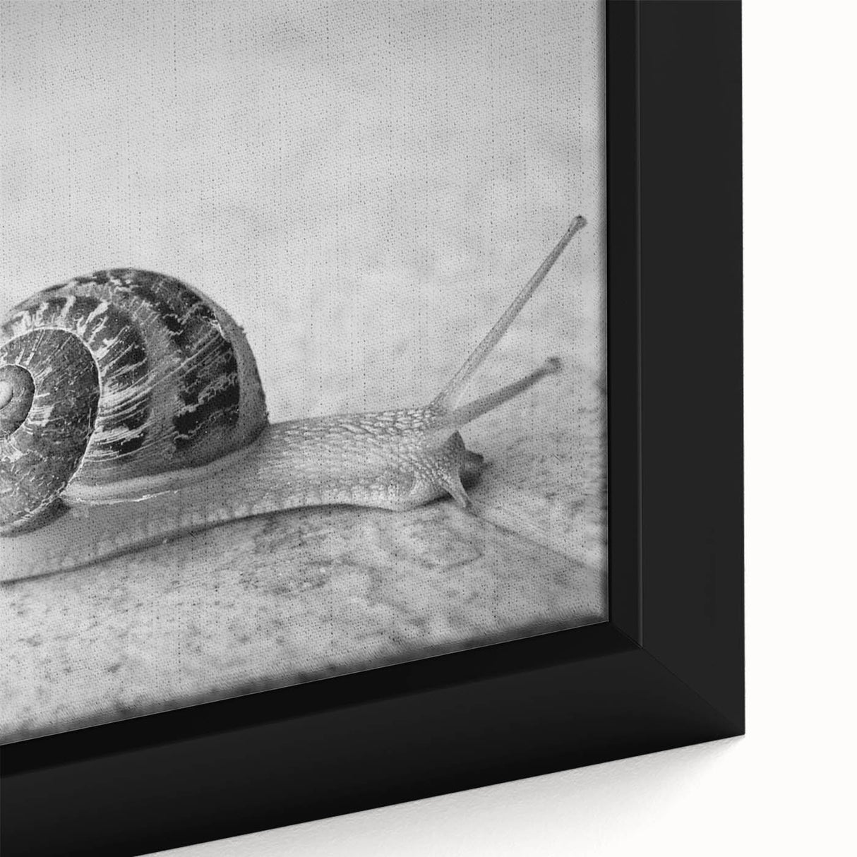 Close-up of a framed canvas wall art featuring a vibrant snail design, showcasing intricate colors and textures, perfect for enhancing modern home decor.