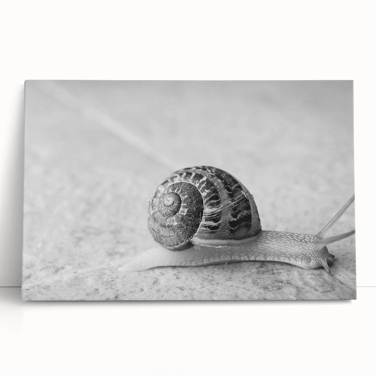 Colorful snail design wall art on stretched canvas, showcasing vibrant patterns and textures, perfect for adding a whimsical touch to modern decor.