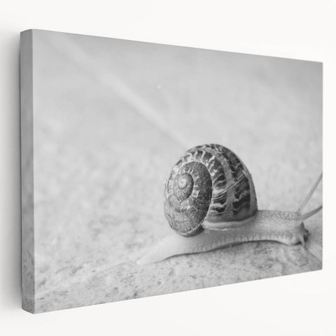 Colorful wall art featuring a close-up design of a whimsical snail on stretched canvas, showcasing vibrant hues and intricate details, ideal for nature lovers' decor.