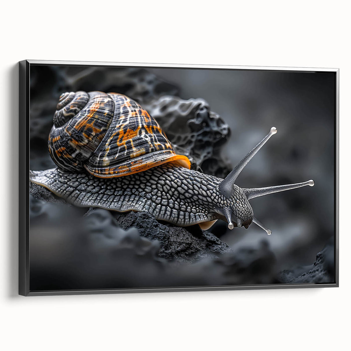 Framed canvas wall art featuring a detailed black and white snail design, showcasing intricate textures and patterns, ideal for nature-themed decor.